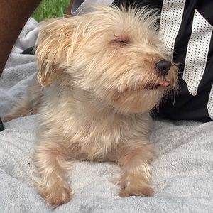 Meet your Posher, Chan